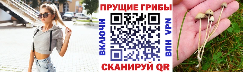 Псилоцибиновые грибы GOLDEN TEACHER  продажа наркотиков  Асбест 